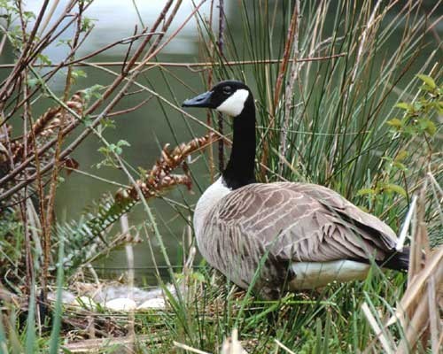 Water Fowl_303.jpg